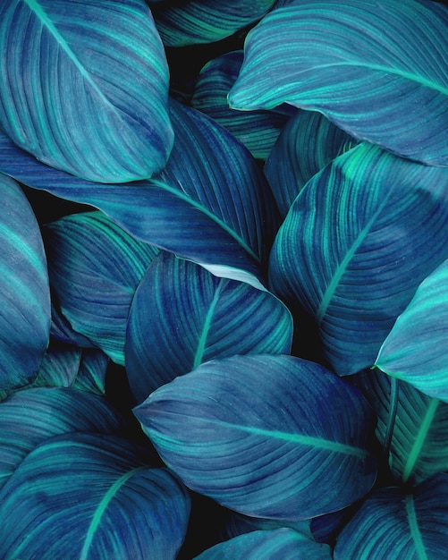 Close-up natuurbeeld van groene blad achtergrond en donkere toon