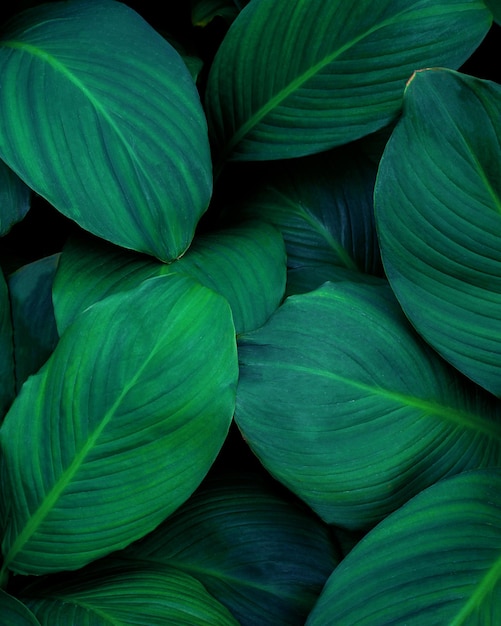Close-up natuurbeeld van groene blad achtergrond en donkere toon