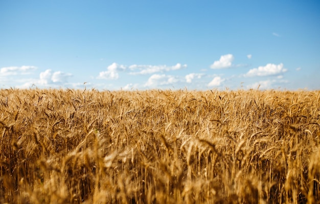 Close-up natuurfoto Idee van rijke oogst Verbazingwekkende achtergrond van rijpende oren van geel tarweveld
