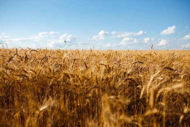 Close-up natuurfoto Idee van rijke oogst Verbazingwekkende achtergrond van rijpende oren van geel tarweveld