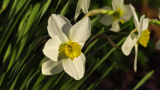 Close-up natuurweergave van bloemen en groen blad op onscherpte groen