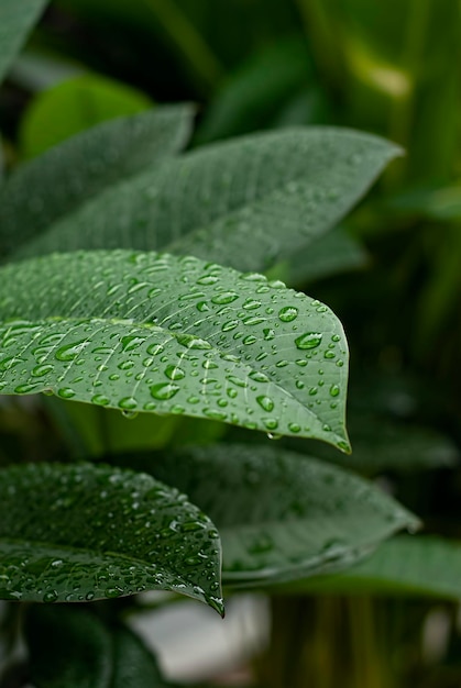 Close-up natuurweergave van groen blad en verschillende achtergrond Plat lag donker natuurconcept tropisch blad