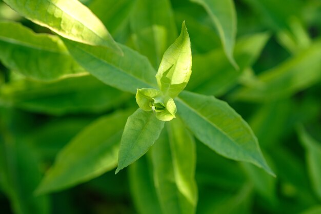 Close-up natuurweergave van groen blad in de tuin