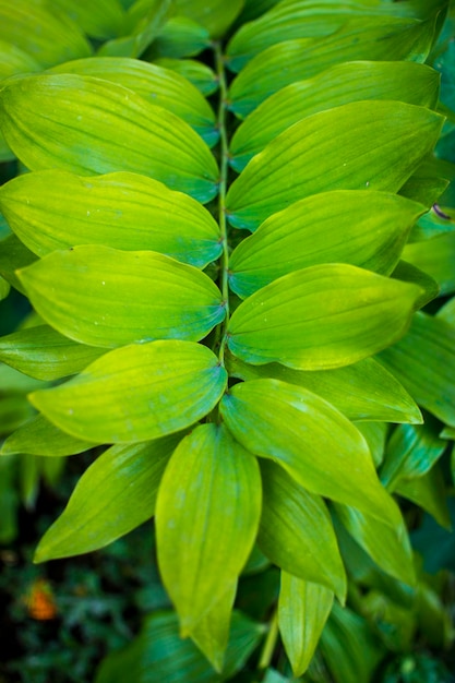Close-up natuurweergave van groene bladachtergrond en palmbomen Platliggend Donker natuurlandschap Tropische bladeren Natuurachtergrond