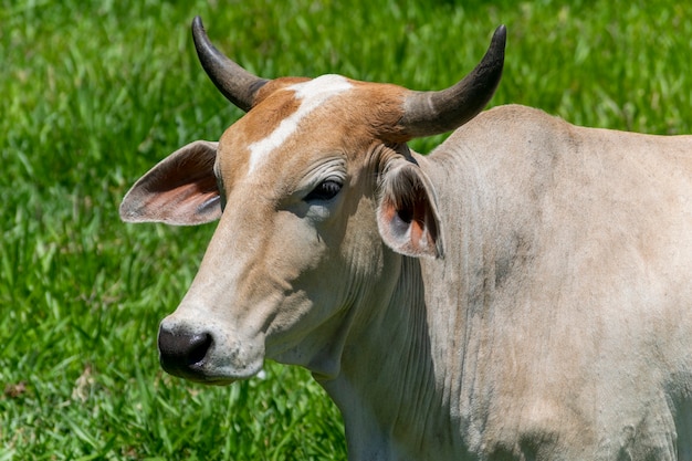 Close-up of nelore cattle in pasture