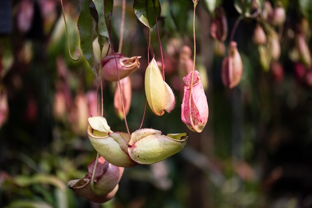 Close up of nepenthes chiamato anche piante di brocca tropicale o tazze di scimmia