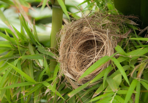 Photo close-up of nest on tree