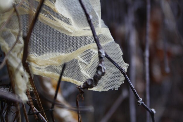 Photo close-up of net on dry plant