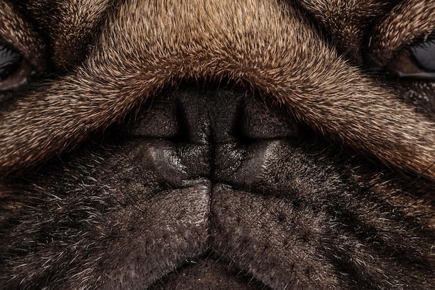 Foto close-up neus van hond pug ras vers en schoon neus voor gezonde puurrassige pug hond