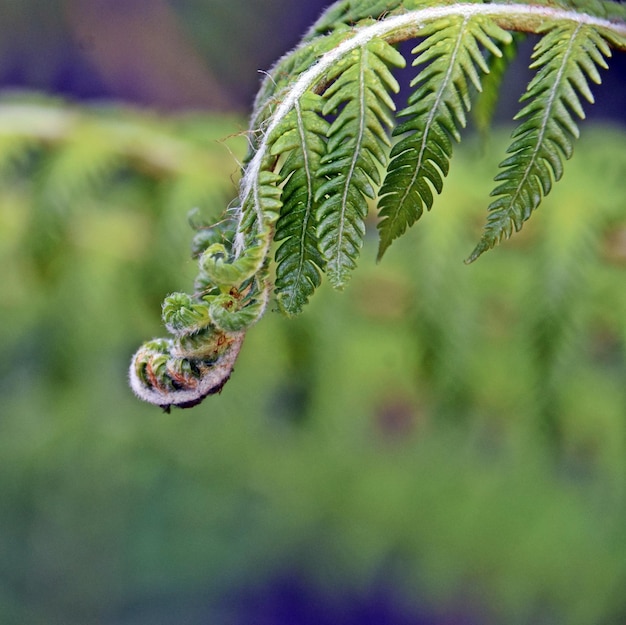 Close up of new tree fern leaves