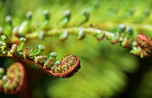 close up of new Tree fern leaves