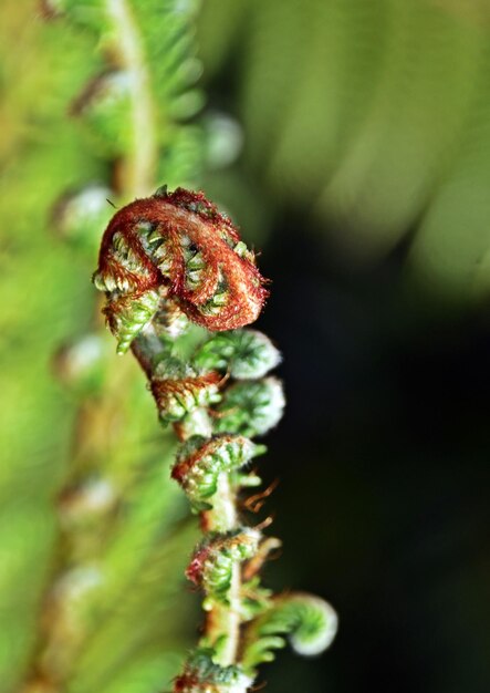 close up of new Tree fern leaves