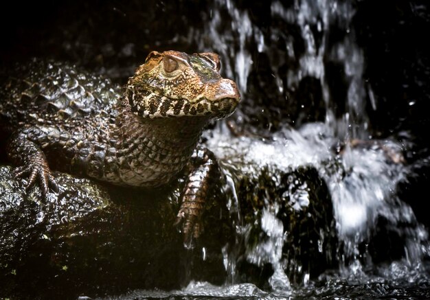 Foto close-up di un aligatore neonato su una roccia