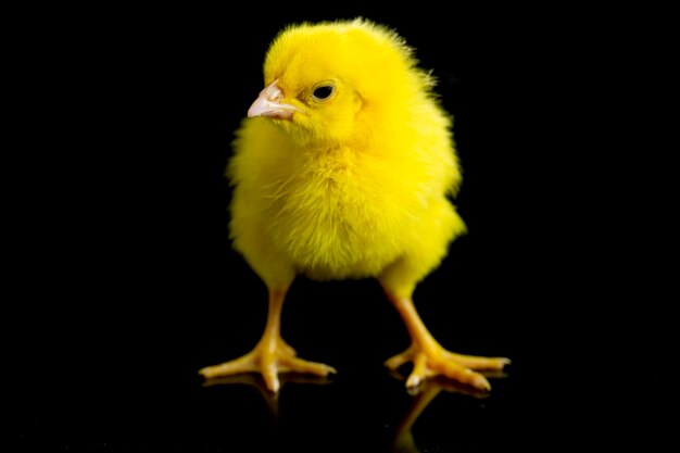 Close-up of a newborn yellow chick