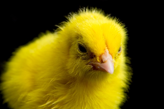 Close-up of a newborn yellow chick