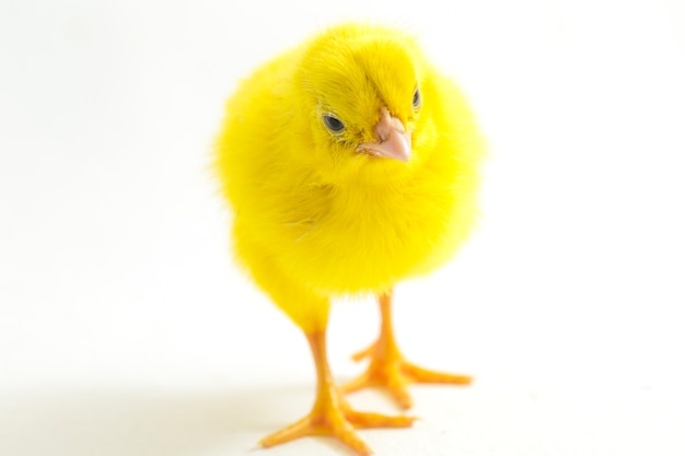 Close-up of a newborn yellow chick