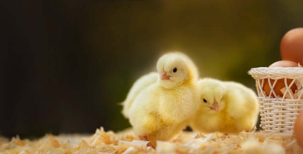 Close up of newborn yellow chickens on dark green blured background with eggs in busket and free cope space from left. Easter holidays