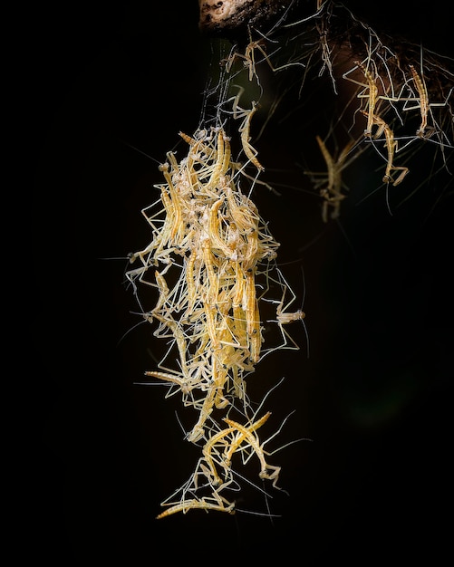 Photo close-up of newly-hatched baby mantis against black background