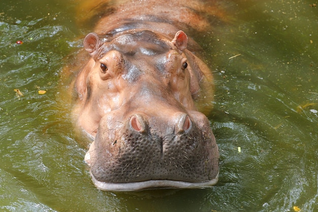 Close-up nijlpaard