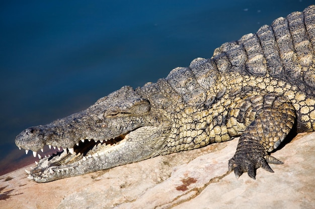 Close-up of Nile crocodile with mouth open, side view