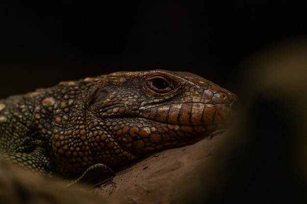 Close up of a northern caiman lizard Dracaena guianensis