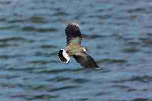 Photo close-up of a northern lapwing flying over lake