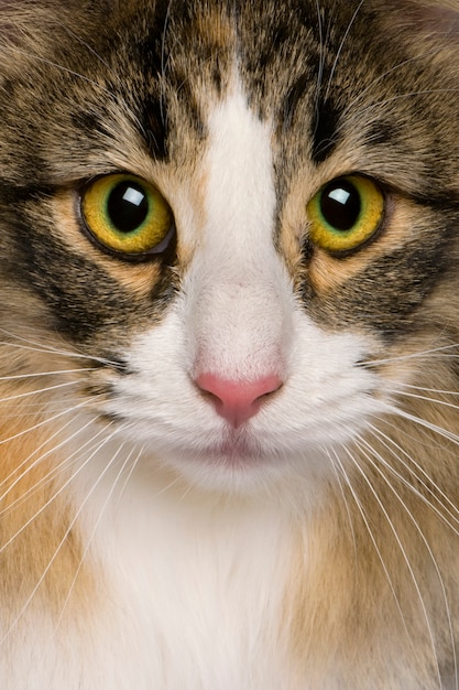 Close up of a Norwegian Forest Cat   