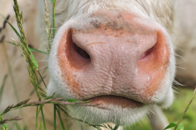 Close up of a nose of a cow