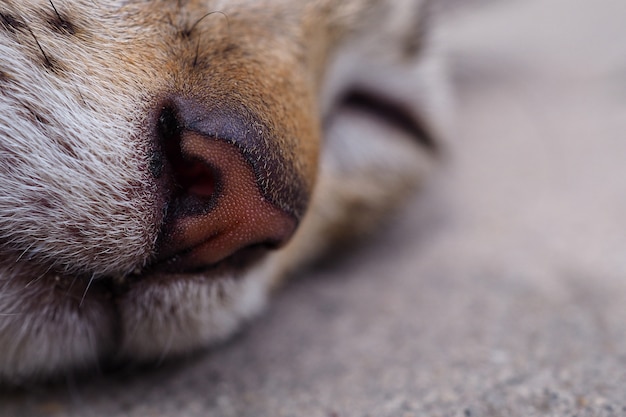 close up nose and mouth of a cat 