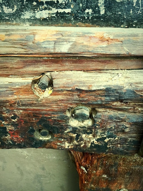 Photo close-up of nut mounted on wood