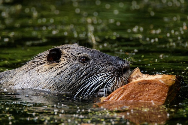 close-up of nutria by wood in lake