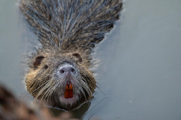 Close up of a nutria swimming