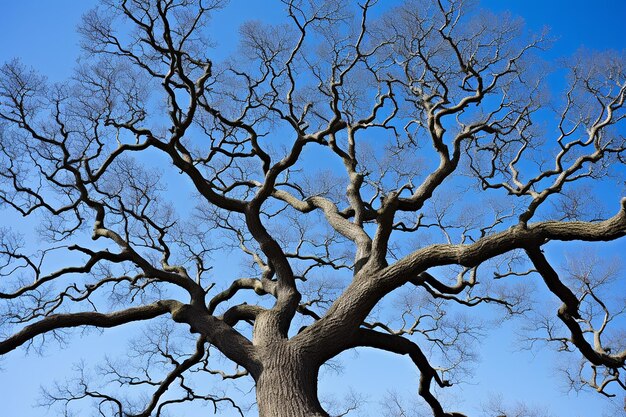 Close up of oak tree branches against a blue sky