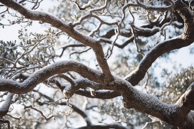 Close up of oak tree branches covered in snow