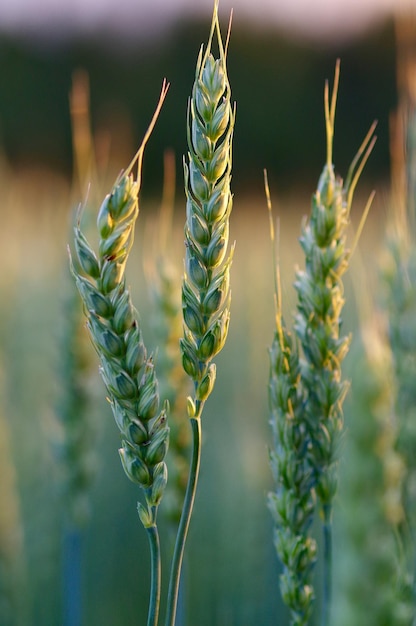 Photo close-up of oats crop growing on field