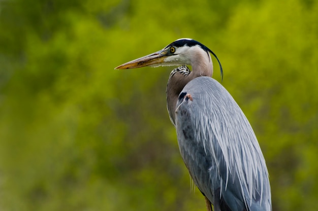 Close up ob Great Blue Heron bird in nature