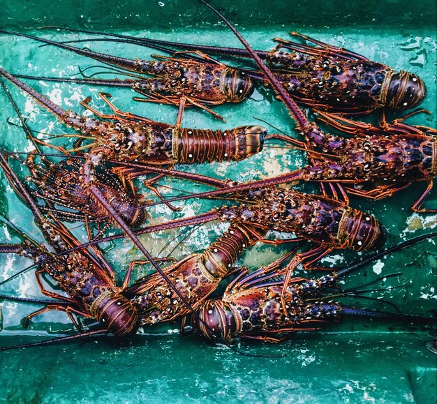 Foto prossimo piano di un polpo in acqua