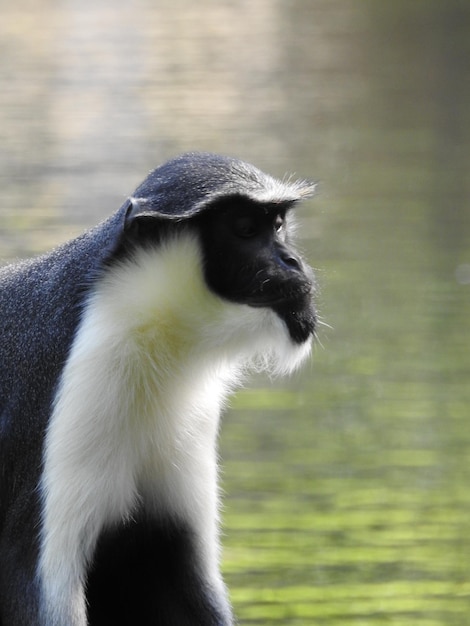 写真 遠くを見回す猿のクローズアップ