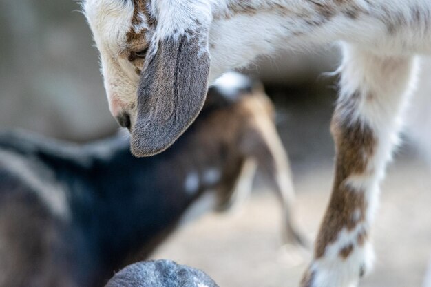 写真 ヤギの赤ちゃんのクローズアップ