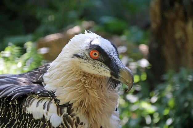 写真 ぼんやりした背景の鳥のクローズアップ