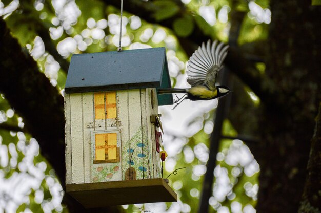 写真 飛ぶ鳥のクローズアップ