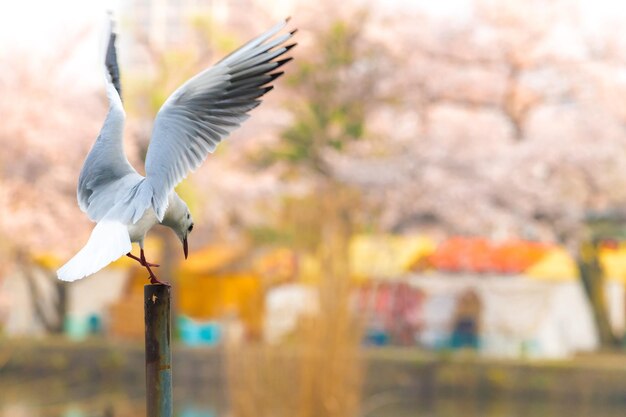 写真 飛ぶ鳥のクローズアップ