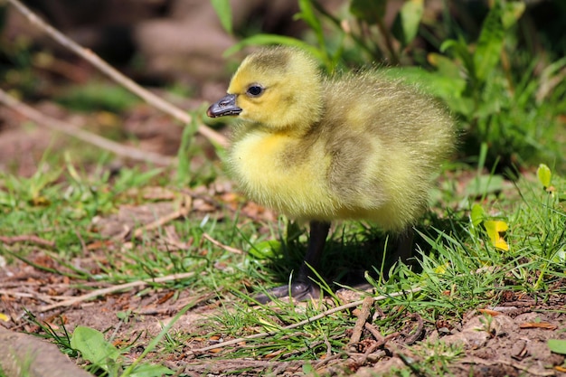 写真 鳥の小鳥のクローズアップ