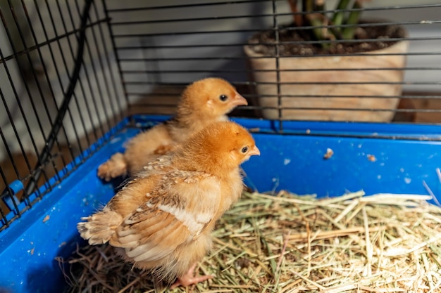 写真 に閉じ込められた鳥のクローズアップ