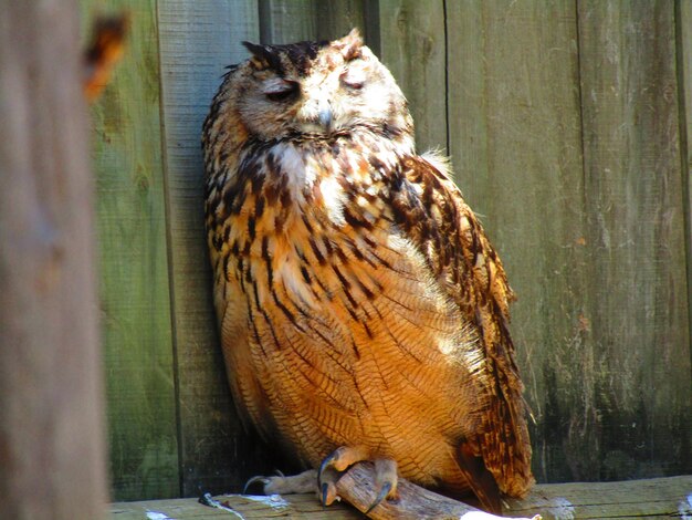 写真 動物園の鳥のクローズアップ