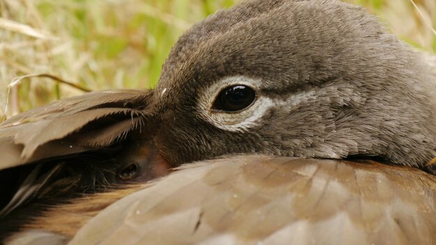 写真 羽毛に頭を入れた鳥のクローズアップ