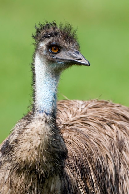 写真 鳥が遠くを見ているクローズアップ