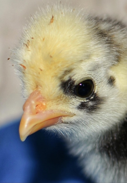 写真 鳥が遠くを見ているクローズアップ