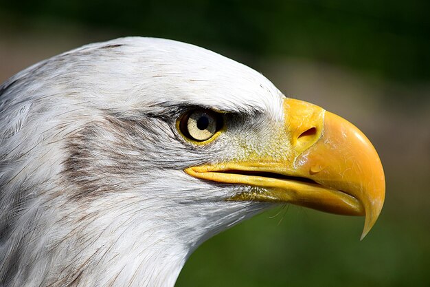 写真 鳥が遠くを見ているクローズアップ