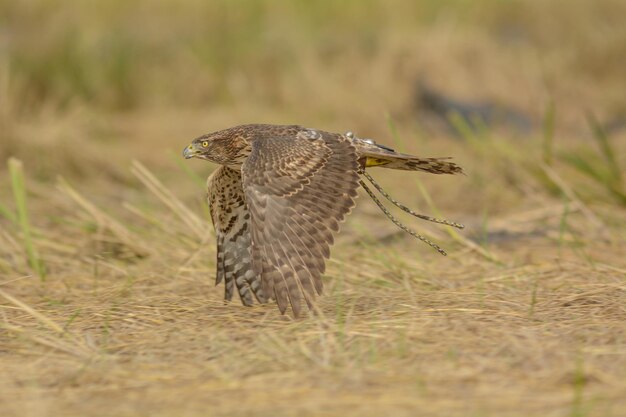 写真 鳥が遠くを見ているクローズアップ